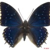 079 Lepidoptera 105b (FD) Nymphalidae Charaxinae Charaxes tiridates m 10E5K2IMG_61516wtmk.jpg