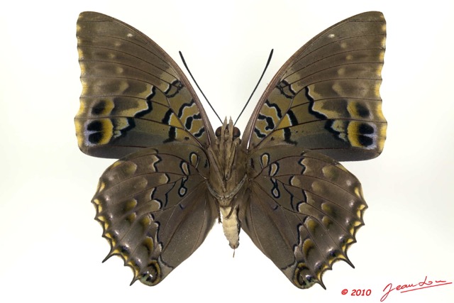 080 Lepidoptera 105b (FV) Nymphalidae Charaxinae Charaxes tiridates m 10E5K2IMG_61518wtmk.jpg