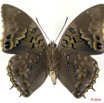 080 Lepidoptera 105b (FV) Nymphalidae Charaxinae Charaxes tiridates m 10E5K2IMG_61518wtmk.jpg