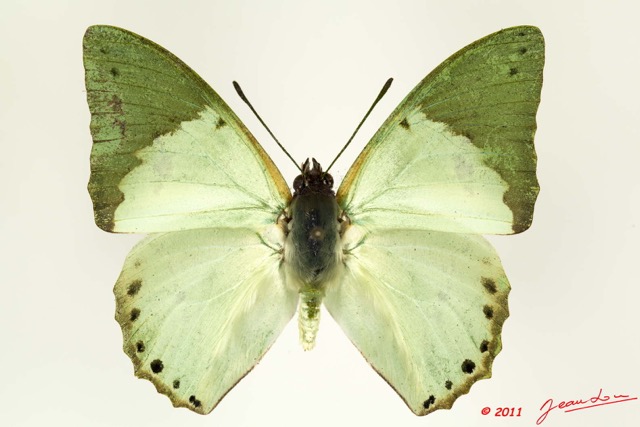 081 Lepidoptera 107d (FD) Nymphalidae Charaxinae Charaxes eupale latimargo 11E5K2IMG_66272wtmk.jpg