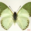 081 Lepidoptera 107d (FD) Nymphalidae Charaxinae Charaxes eupale latimargo 11E5K2IMG_66272wtmk.jpg