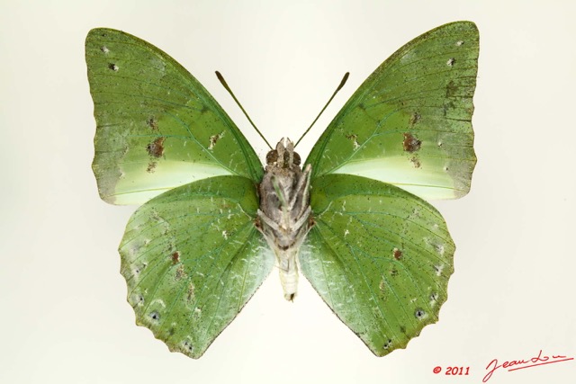 082 Lepidoptera 107d (FV) Nymphalidae Charaxinae Charaxes euplae Charaxinae latimargo 11E5K2IMG_66273wtmk.jpg