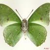 082 Lepidoptera 107d (FV) Nymphalidae Charaxinae Charaxes euplae Charaxinae latimargo 11E5K2IMG_66273wtmk.jpg