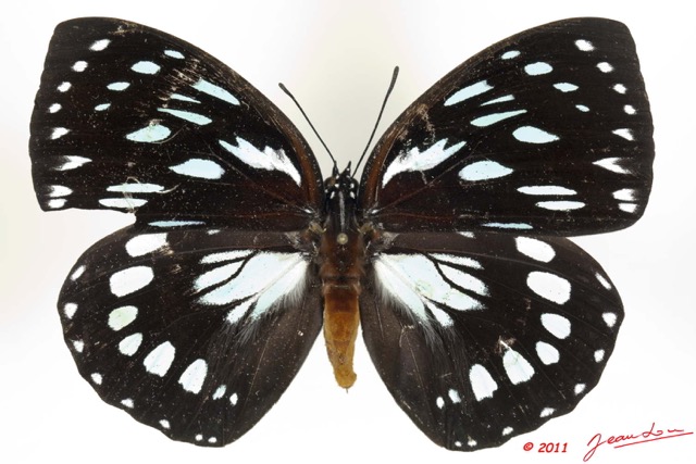 083 Lepidoptera 108d (FD) Nymphalidae Charaxinae Euxanthe eurinome 11E5K2IMG_66294wtmk.jpg