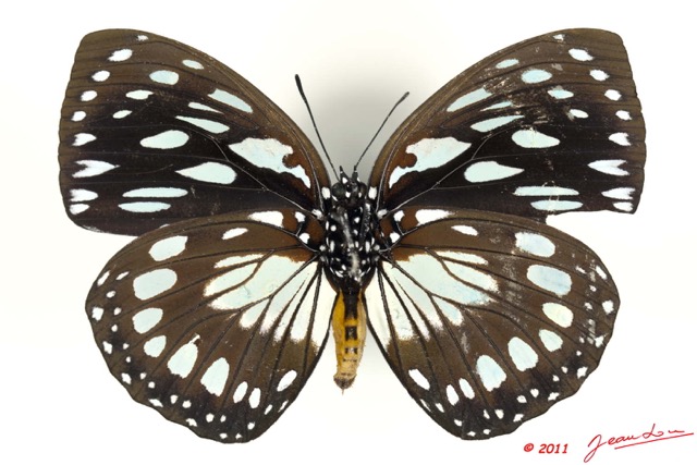 084 Lepidoptera 108d (FV) Nymphalidae Charaxinae Euxanthe eurinome 11E5K2IMG_66295wtmk.jpg