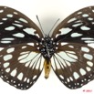 084 Lepidoptera 108d (FV) Nymphalidae Charaxinae Euxanthe eurinome 11E5K2IMG_66295wtmk.jpg