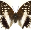 085 Lepidoptera 122b (FD) Nymphalidae Charaxinae Charaxes ameliae f 13E5K3IMG_90855wtmk.jpg