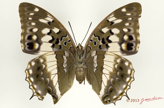 086 Lepidoptera 122b (FV) Nymphalidae Charaxinae Charaxes ameliae f 13E5K3IMG_90857wtmk.jpg