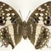 086 Lepidoptera 122b (FV) Nymphalidae Charaxinae Charaxes ameliae f 13E5K3IMG_90857wtmk.jpg
