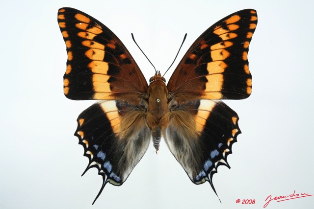 087 Lepidoptera (FD) Nymphalidae Charaxinae Charaxes jasius 8E5IMG_27092WTMK.jpg
