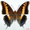 087 Lepidoptera (FD) Nymphalidae Charaxinae Charaxes jasius 8E5IMG_27092WTMK.jpg