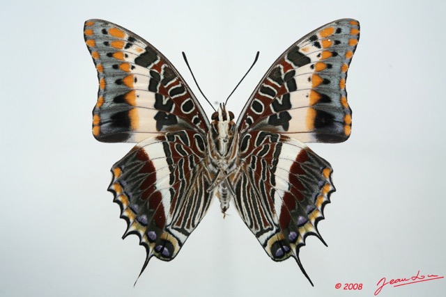 088 Lepidoptera (FV) Nymphalidae Charaxinae Charaxes jasius 8E5IMG_27099WTMK.jpg