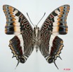 088 Lepidoptera (FV) Nymphalidae Charaxinae Charaxes jasius 8E5IMG_27099WTMK.jpg
