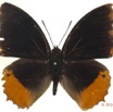 089 Lepidoptera 125a (FD) Nymphalidae Charaxinae Charaxes protoclea m 13E5K3IMG_95429wtmk.jpg