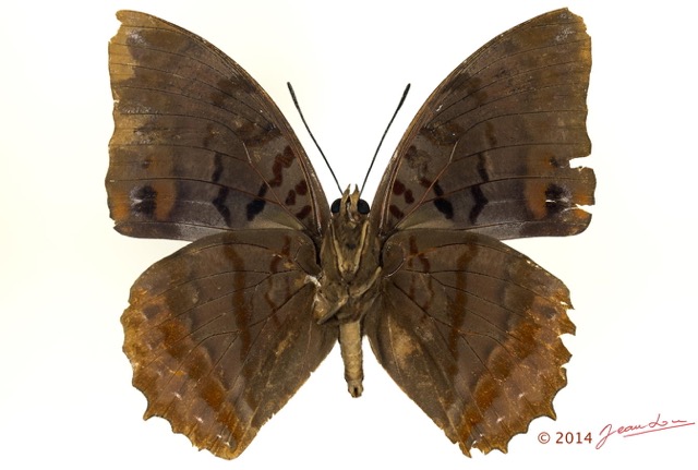 090 Lepidoptera 125a (FV) Nymphalidae Charaxinae Charaxes protoclea m 13E5K3IMG_95431wtmk.jpg