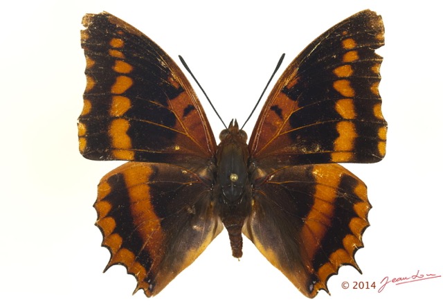 091 Lepidoptera 125b (FD) Nymphalidae Charaxinae Charaxes lucretius m 13E5K3IMG_95432wtmk.jpg