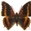 091 Lepidoptera 125b (FD) Nymphalidae Charaxinae Charaxes lucretius m 13E5K3IMG_95432wtmk.jpg