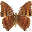 092 Lepidoptera 125b (FV) Nymphalidae Charaxinae Charaxes lucretius m 13E5K3IMG_95433wtmk.jpg