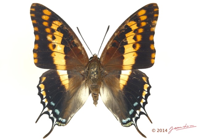 093 Lepidoptera 125c (FD) Nymphalidae Charaxinae Charaxes saturnus m 13E5K3IMG_95434wtmk.jpg