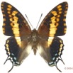 093 Lepidoptera 125c (FD) Nymphalidae Charaxinae Charaxes saturnus m 13E5K3IMG_95434wtmk.jpg
