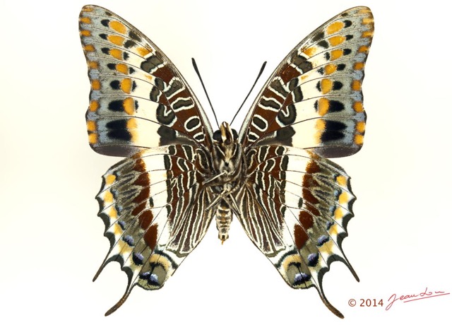 094 Lepidoptera 125c (FV) Nymphalidae Charaxinae Charaxes saturnus m 13E5K3IMG_95435wtmk.jpg