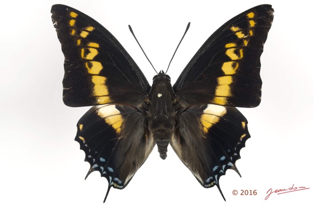 095 Lepidoptera 130b (FD) Nymphalidae Charaxinae Charaxes castor m 16E5K3IMG_119202wtmk.jpg