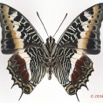 096 Lepidoptera 130b (FV) Nymphalidae Charaxinae Charaxes castor m 16E5K3IMG_119203wtmk.jpg