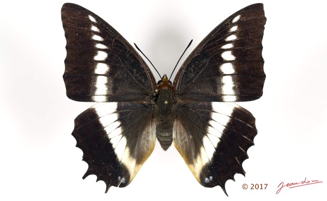 097 Lepidoptera 134a (FD) Nymphalidae Charaxinae Charaxes brutus f 16E5K3IMG_110507