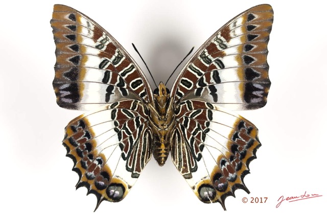 098 Lepidoptera 134a (FV) Nymphalidae Charaxinae Charaxes brutus f 16E5K3IMG_110509