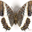 098 Lepidoptera 134a (FV) Nymphalidae Charaxinae Charaxes brutus f 16E5K3IMG_110509