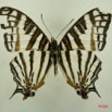 001 Lepidoptera (FD) Nymphalidae Cyrestinae Cyrestris camillus m IMG_3138WTMK.JPG