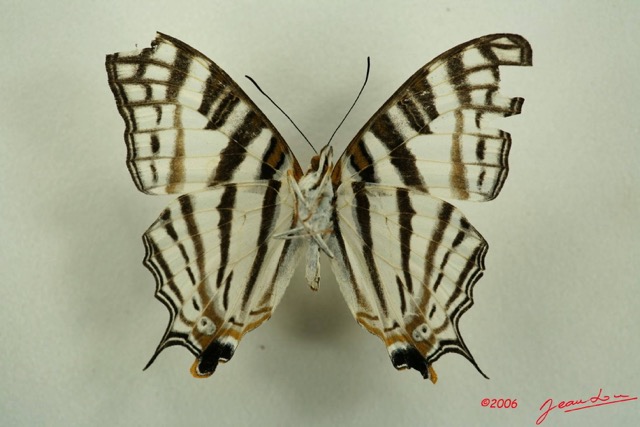 002 Lepidoptera (FV) Nymphalidae Cyrestinae Cyrestris camillus m IMG_3143WTMK.JPG