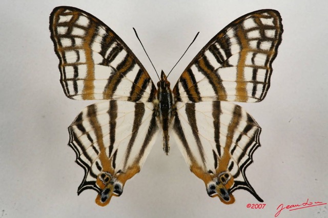 003 Lepidoptera (FD) Nymphalidae Cyrestinae Cyrestis camillus m 7IMG_6550WTMK.JPG