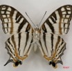 004 Lepidoptera (FV) Nymphalidae Cyrestinae Cyrestis camillus m 7IMG_6553WTMK.JPG