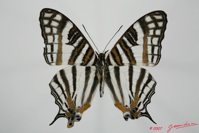 005 Lepidoptera (FD) Nymphalidae Cyrestinae Cyrestis camillus m 7EIMG_2037WTMK.JPG