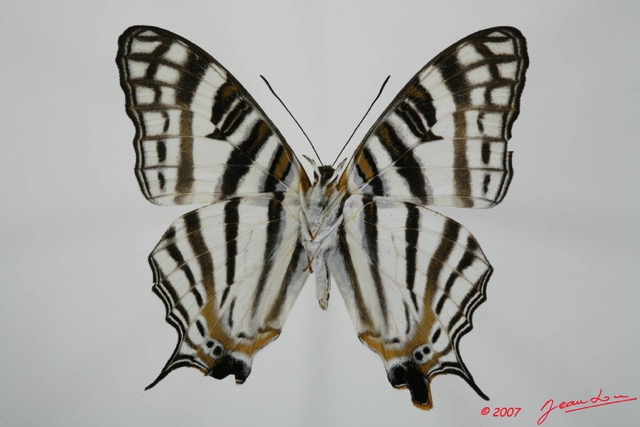 006 Lepidoptera (FV) Nymphalidae Cyrestinae Cyrestis camillus m 7EIMG_2039WTMK.JPG