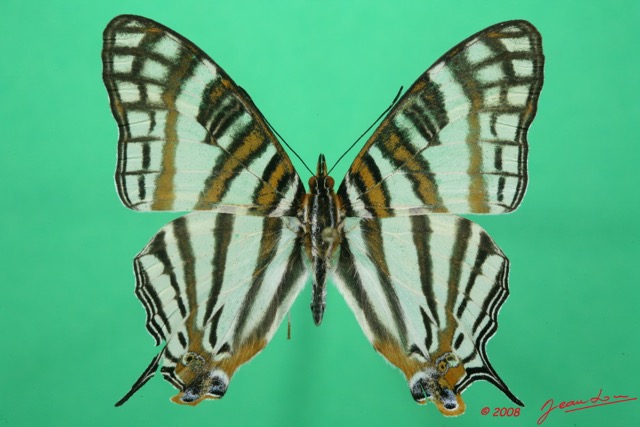 007 Lepidoptera (FD) Nymphalidae Cyrestinae Cyrestis camillus m 8EIMG_15920WTMK.jpg