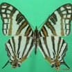 007 Lepidoptera (FD) Nymphalidae Cyrestinae Cyrestis camillus m 8EIMG_15920WTMK.jpg