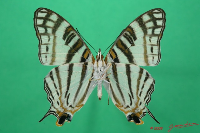 008 Lepidoptera (FV) Nymphalidae Cyrestinae Cyrestis camillus m 8EIMG_15929WTMK.jpg
