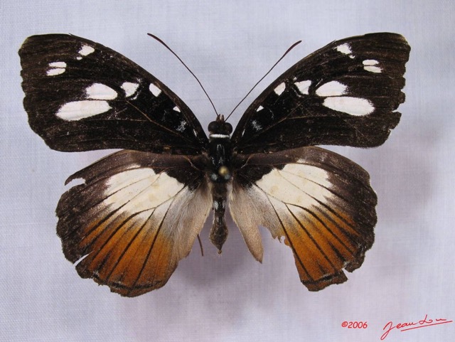 001 Lepidoptera (FD) Nymphalidae Danainae IMG_3015WTMK.JPG