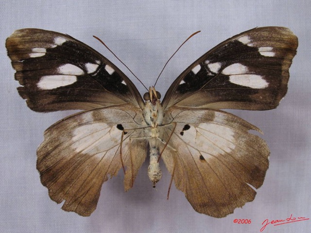 002 Lepidoptera (FV) Nymphalidae Danainae IMG_3016WTMK.JPG