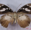 002 Lepidoptera (FV) Nymphalidae Danainae IMG_3016WTMK.JPG