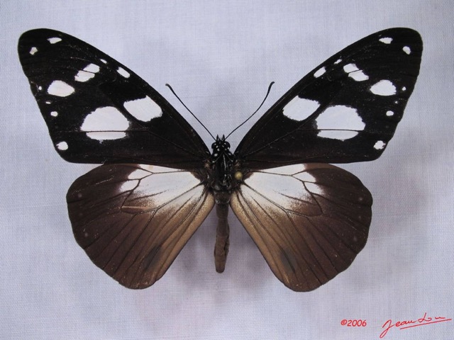 003 Lepidoptera (FD) Nymphalidae Danainae IMG_3020WTMK.JPG