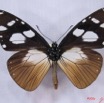 004 Lepidoptera (FV) Nymphalidae Danainae IMG_3021WTMK.JPG
