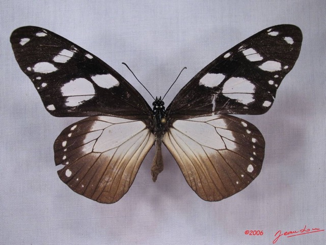 005 Lepidoptera (FD) Nymphalidae Danainae IMG_3022WTMK.JPG