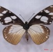 006 Lepidoptera (FV) Nymphalidae Danainae IMG_3023WTMK.JPG