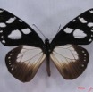 007 Lepidoptera (FD) Nymphalidae Danainae IMG_3253WTMK.JPG