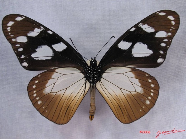 008 Lepidoptera (FV) Nymphalidae Danainae IMG_3254WTMK.JPG