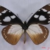 008 Lepidoptera (FV) Nymphalidae Danainae IMG_3254WTMK.JPG