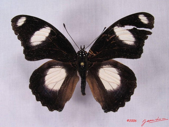 009 Lepidoptera (FD) Nymphalidae Danainae IMG_3471WTMK.JPG